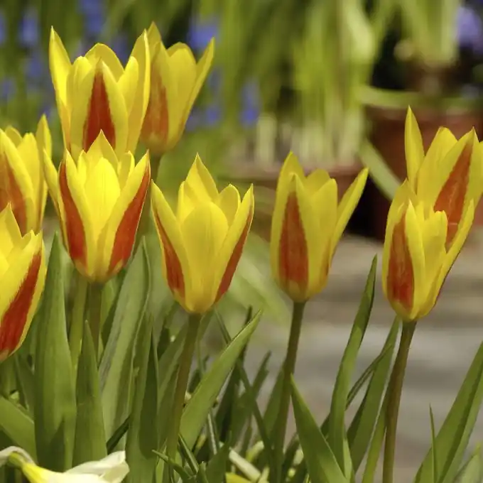 Finns tillgänglig | Tulpan Tulipa clusiana Cynthia 10st