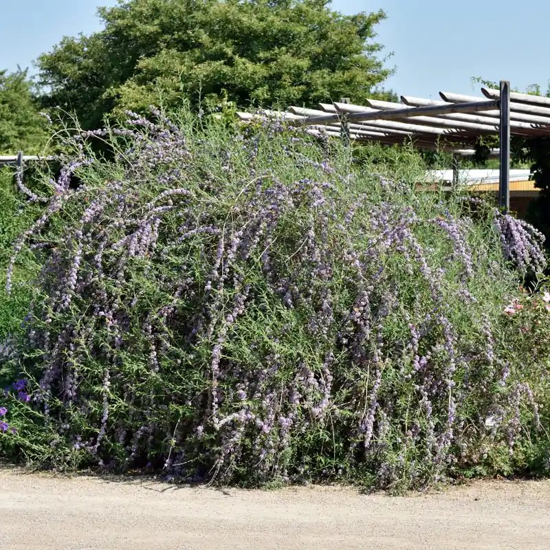 Reapris | Buddleja alternifolia, Sommarbuddleja