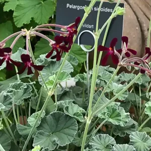 Pelargonium sidoides, Pelargonium sidoides, Vildpelargon, lerkruka - Nytt lägre pris