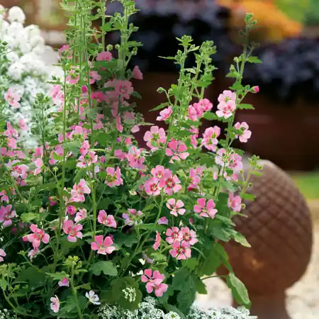 Storsäljare - Anisodontea capensis Lady in Pink, Rumsmalva, Stickling 3-pack