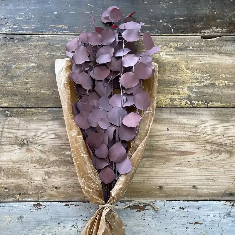 Eucalyptus Röd - Endast ett fåtal kvar