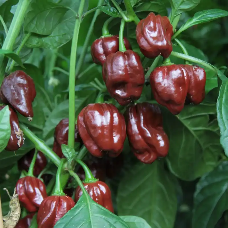Chilipeppar Chocolate Scotch Bonnet, Ekologisk - Precis lanserat