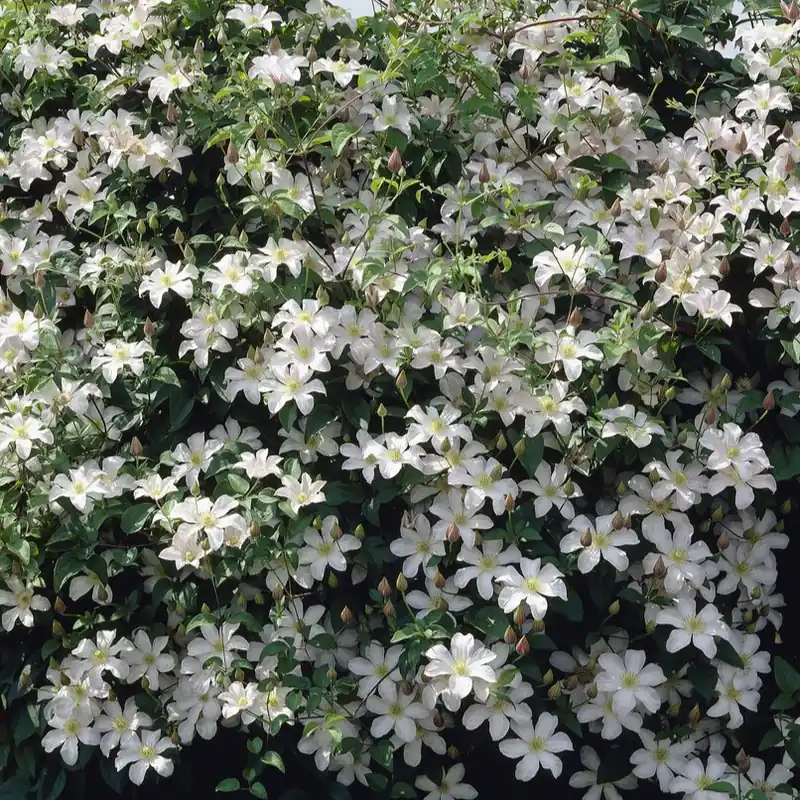 Clematis patens Huldine, Klematis Storblommig - Premiumkvalitet