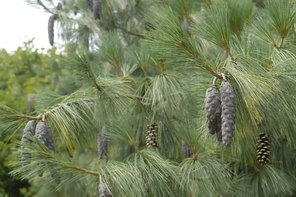 Tidsbegränsat erbjudande | Pinus wallichiana, Himalajatall