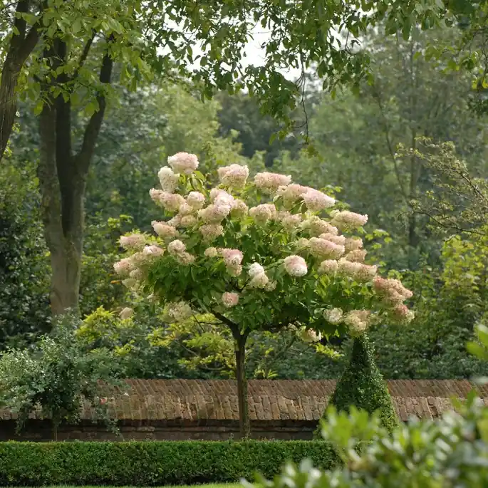Hydrangea paniculata Grandiflora, Syrenhortensia | Favorit hos kunderna