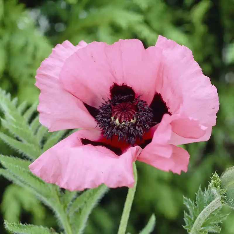 Utförsäljning | Papaver orientale Raspberry Queen, Jättevallmo