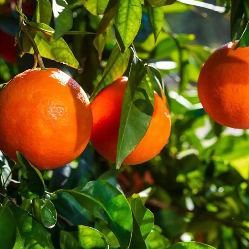 Rekommenderas | Citrus sinensis, Apelsin