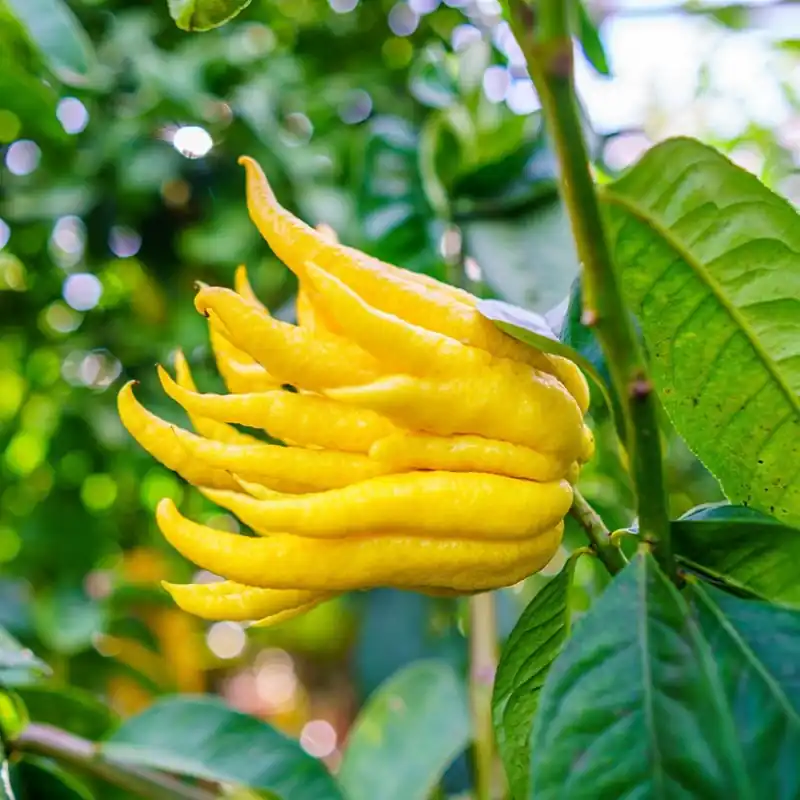 Precis tillagt | Citrus medica var. sarcodactylis, Fingercitron/Buddhas Hand