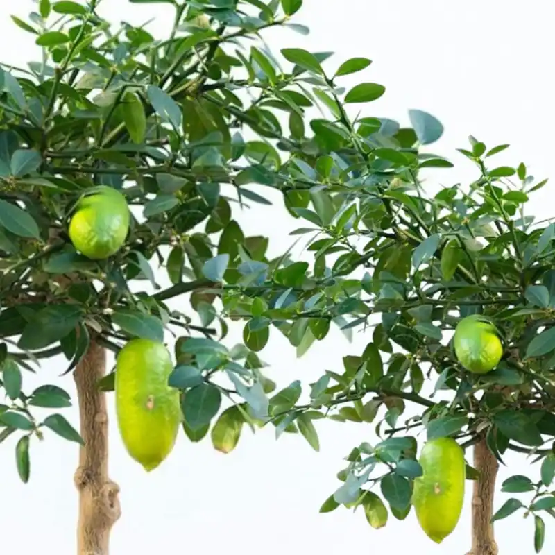 Citrus australasica, Fingerlime | Lågt pris