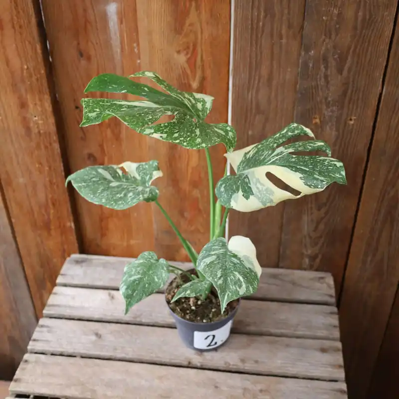Monstera deliciosa Créme Brulee - Nr 6 - Rabatt