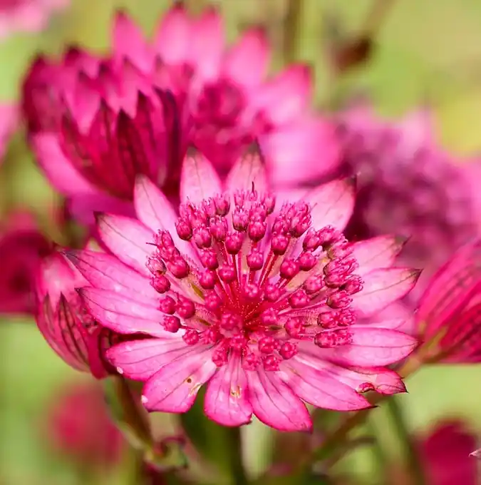 Astrantia major Cerise Button, Stjärnflocka - Toppkvalitet
