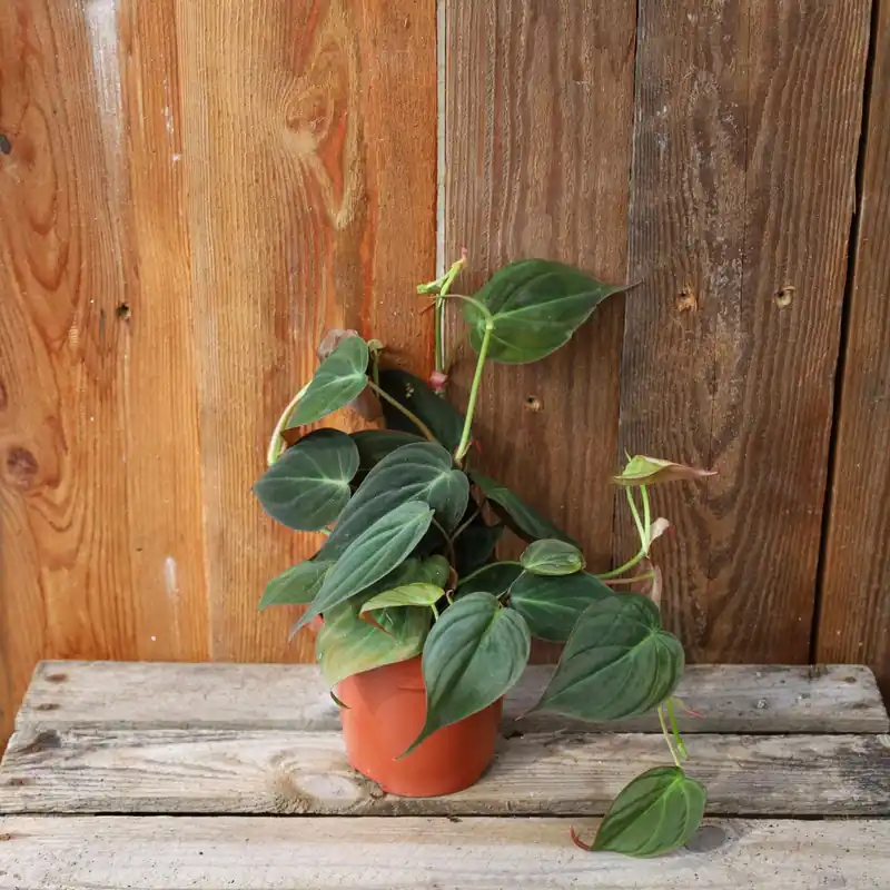 Philodendron Micans - Extra rabatt