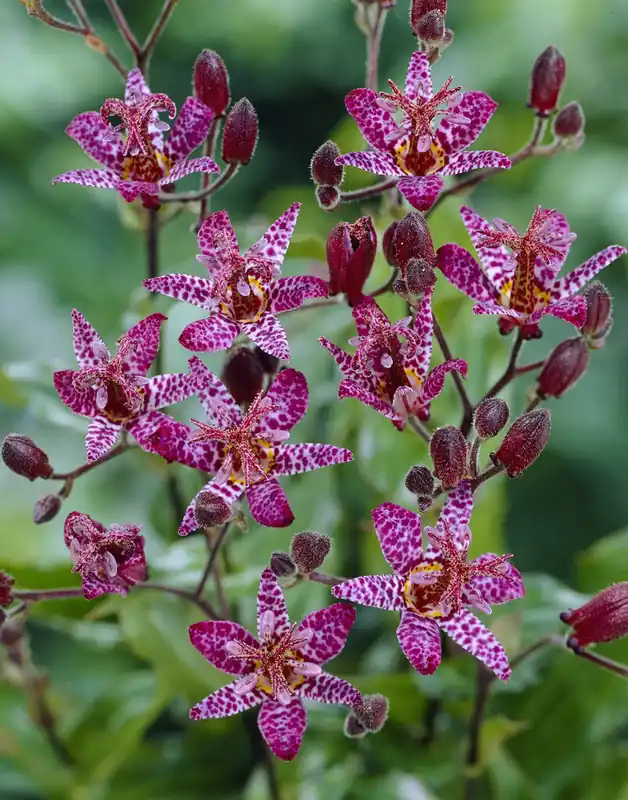 Toppkvalitet | Tricyrtis formosana, Tricyrtis formosana, Skugglilja 2st